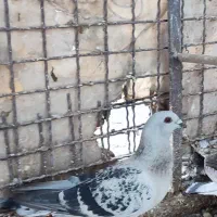 شامی نرو ماده