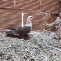 کله سفید،وچند تا کفتر گرفتنی|پرنده|سبزوار, شرق کال شمالی|دیوار