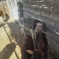 گوساله فروشی|حیوانات مزرعه|میناب, |دیوار