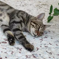 واگذاری رایگان گربه