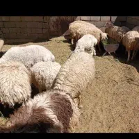 بره|حیوانات مزرعه|سرچهان, |دیوار