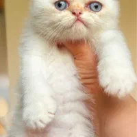 اسکاتیش گلدن پوینت|گربه|رشت, منظریه|دیوار