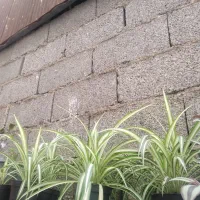 گل گندمی|گل و گیاه طبیعی|رشت, دروازه لاکان|دیوار