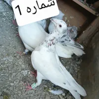 کفتر