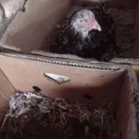 مرغ لاری تخم گذار ومرغ کرچ