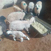 ۸عدد میش و بره فروشی