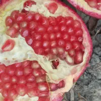 انارشیرین‌ملس|خوردنی و آشامیدنی|نگین شهر, |دیوار