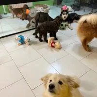 هتل پانسیون سگها شرق و شمال شرق|خدمات پیشه و مهارت|تهران, سوهانک|دیوار