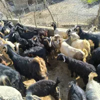 فروش چهل راس بز،داشتی