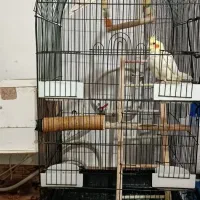 عروس هلندی|پرنده|قرچک, مجتمع مسکونی طبیعت|دیوار