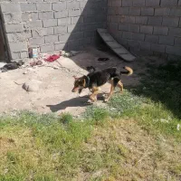 یک سگ وپاکوتا
