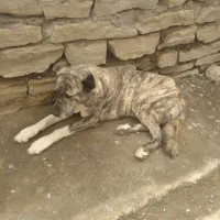 سگ قدریجونی