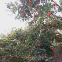 انار آبدار ودانه قرمز|خوردنی و آشامیدنی|سبزوار, باهنر|دیوار