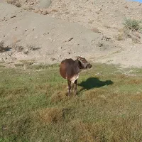 فروشی گاو ماده چهار ماه آپوس هست|حیوانات مزرعه|نسکند, |دیوار