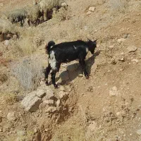 کهره نر یک دست|حیوانات مزرعه|شیراز, احمدآباد|دیوار