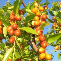 توزیع نهال عناب ارمنی