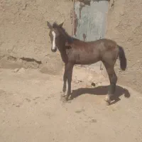 کره اسب