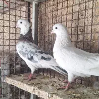 سرور و زرد|پرنده|مبارکه, |دیوار