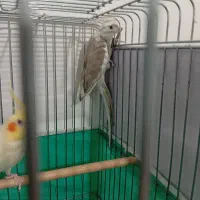 عروس هلندی|پرنده|کبودرآهنگ, |دیوار