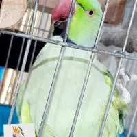 پرنده سرای کاکادو|پرنده|سنندج, |دیوار