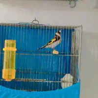 سهره رخ اروپایی نشون دار