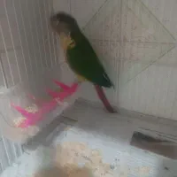 گرینچک نر|پرنده|مشهد, شهید قربانی|دیوار