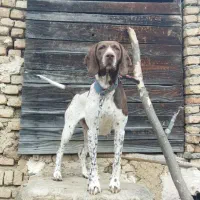 سگ آشنا به دنبلان