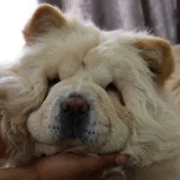 سگ چاوچاو|سگ|کرمان, |دیوار