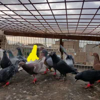 کفتر|پرنده|مشهد, کارمندان دوم|دیوار