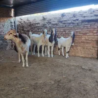 بزغاله گلابی پتیری|حیوانات مزرعه|فریمان, |دیوار