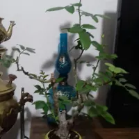 بنسای رز  5ساله نژاد هلندی با کیفیت .|گل و گیاه طبیعی|تهران, بهارستان|دیوار