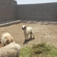 تروشت چاق چله میش و گوراند