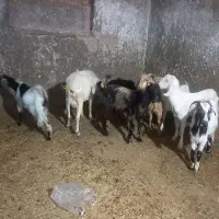 فروش فوری بزماده جوان