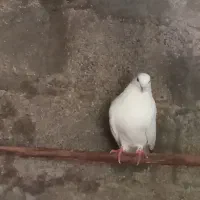 کفتر|پرنده|صومعه‌سرا, |دیوار