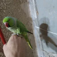 طوطی ملنگو|پرنده|بیرجند, |دیوار