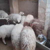 بره نر وماده|حیوانات مزرعه|کوهدشت, |دیوار