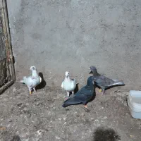 ۴تا جوجه کفتر