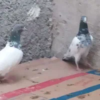 تعدادکبوتر سبز و دوتا شیخ پاکستانی|پرنده|خورموج, |دیوار