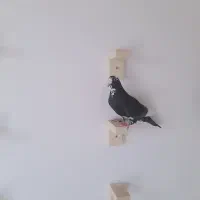 نر سیاه پلنگ کل جوون|پرنده|رفسنجان, |دیوار