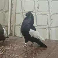 سینه سیاه 6دنگ