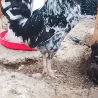 خروس گلین اصیل