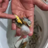 ماهی کوی|ماهی|سنگر, |دیوار