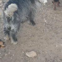 کهره نر و ماده|حیوانات مزرعه|آباده, |دیوار