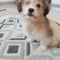 سگ‌ اشپیتز نر