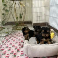 سگ یورکشایر