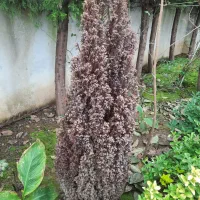 سرو آبی خشک