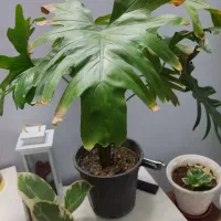 برگ انجیری ۶تابرگ|گل و گیاه طبیعی|مهدی شهر, |دیوار