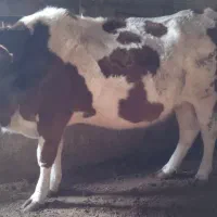 گاو سیمینتال ابستن|حیوانات مزرعه|نقده, |دیوار