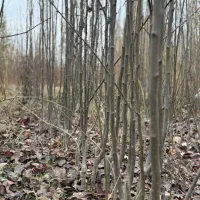 انواع نهال میوه ،پسته ،گردو،صنوبر و کبوده و.|خدمات باغبانی و درختکاری|بیرجند, |دیوار