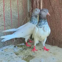 کبوتر